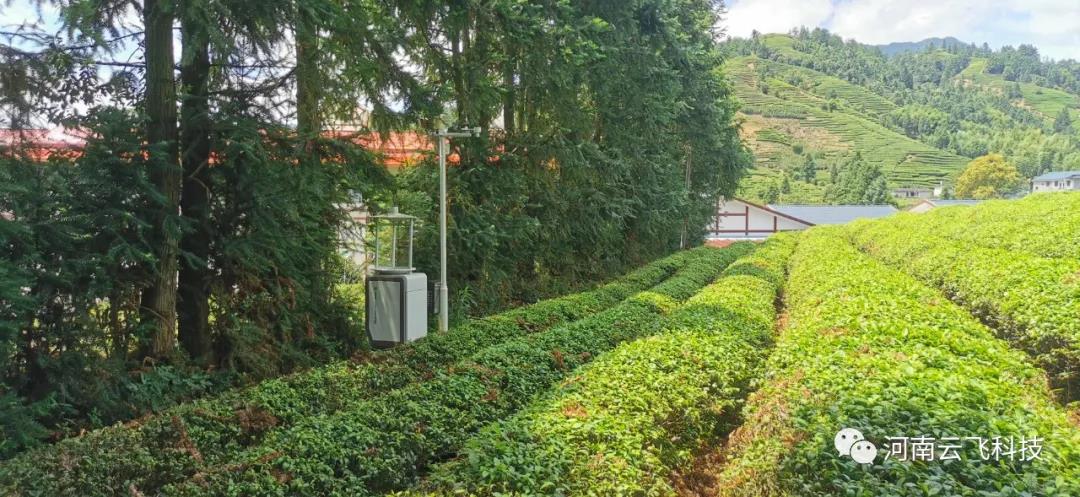 云飞科技：为武夷山茶园安装智能虫情测报灯帮助预防虫害