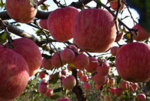 灵武市果园使用虫情测报灯效果显著